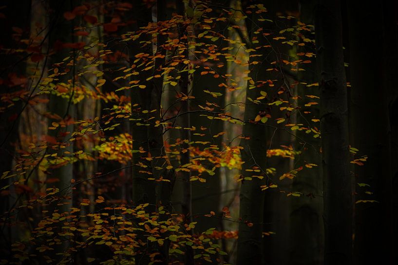 Forêt d'automne de conte de fées par Elly van Veen