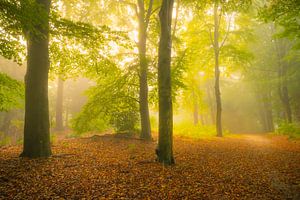 Atmosphärischer Waldweg im Herbst mit Nebel in der Luft