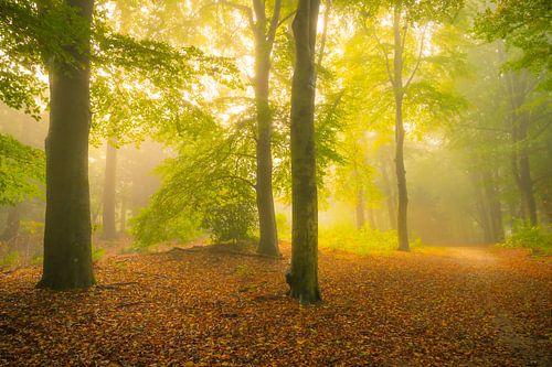 Sfeervol bospad in de herfst met mist in de lucht