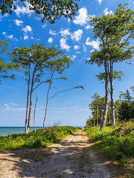 Path on the Baltic Sea coast near Rosenort in the Rostock Heath