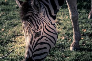 Zebra close up by Kim Bellen