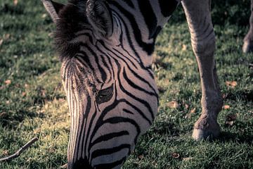 Zebra close up van Kim Bellen