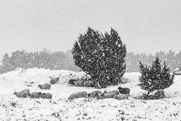 A flock of sheep in snowy weather sur Karla Leeftink