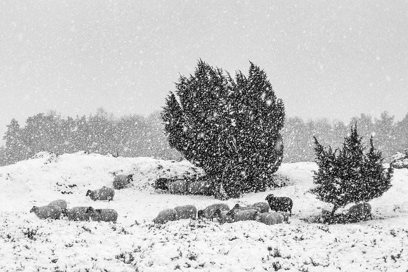 Schaapskudde in sneeuwbui van Karla Leeftink