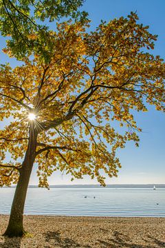 Baum im Gegenlicht von Denis Feiner