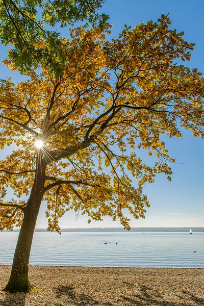 L'arbre contre la lumière par Denis Feiner
