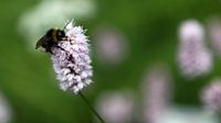 Bee on a flower van Gert-Jan Stoker thumbnail