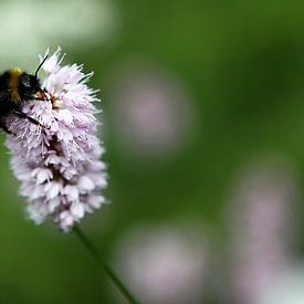 Bee on a flower van Gert-Jan Stoker