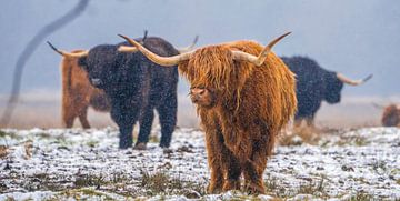 Scottish Highland cattle 25 by Jan Peter Nagel