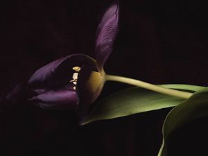 Lila einzelne Tulpe von Ineke VJ