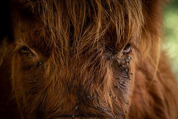 Highlander koe Macro shot van Eddy Smets