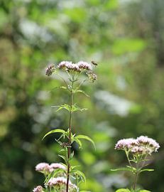 Die Blumen und die Bienen von ShopWessels