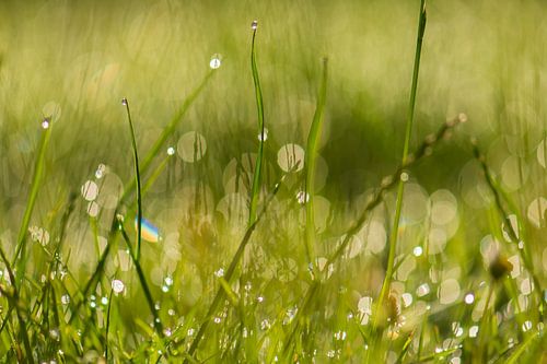 bokeh grass