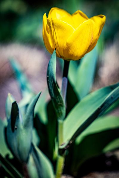 Rathenow &quot;City of Optics by David Krause