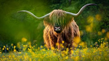 Scottish highlander by Gerrit Bikker