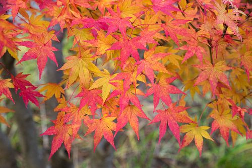 Japanse Esdoorn Herfstverkleuring