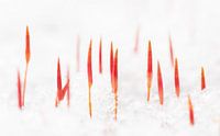 In the snow