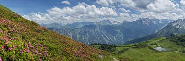 Alpenrozen in de Allgäuer Alpen van Walter G. Allgöwer