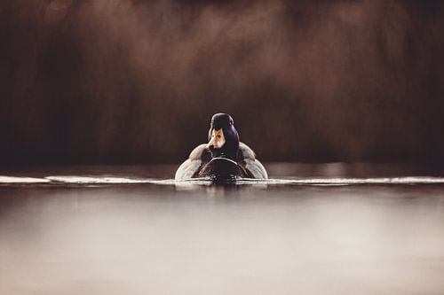 Begegnung auf Augenhöhe – die Ente im Porträt
