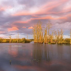 Een ochtend bij natuurgebied Tusschenwater bij Zuidlaren in de provincie Drenthe van Marga Vroom