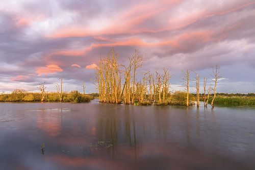 Een ochtend bij natuurgebied Tusschenwater bij Zuidlaren in de provincie Drenthe
