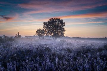 Bruyère violette, brouillard et lever de soleil à Hilversum sur Roy Poots