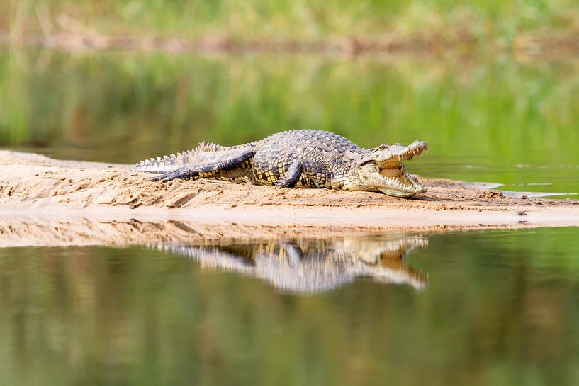 Crocodile on the Zambezi by Angelika Stern