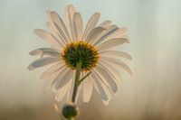 marguerite blanche