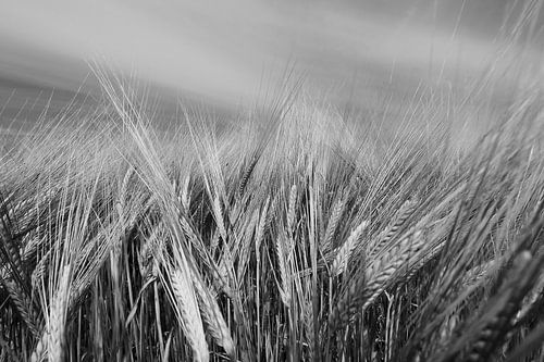 Gerstenfeld im Sommer