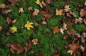 Spaziergang im Herbstwald