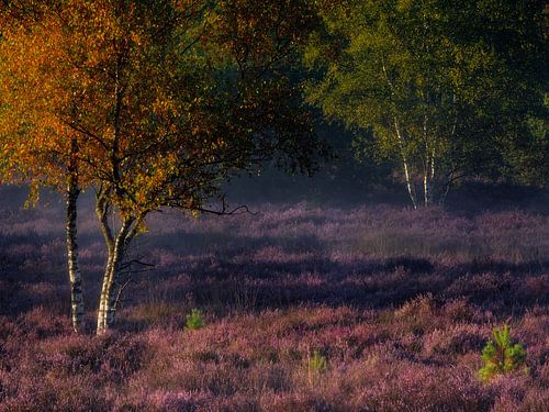 Vroege herfstkleuren en bloeiende heide op de Oirschotse Heide.
