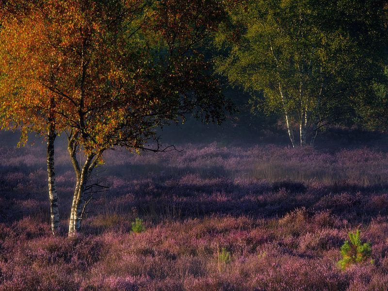 Vroege herfstkleuren en bloeiende heide op de Oirschotse Heide. van Jos Pannekoek
