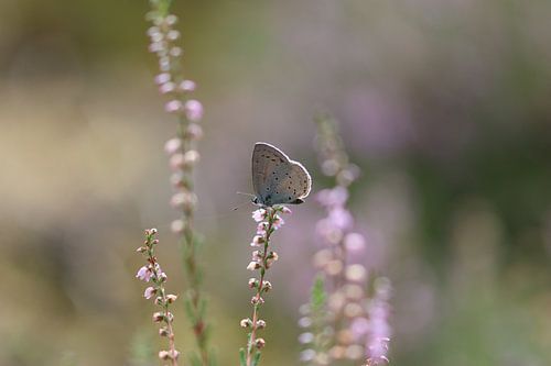 A butterfly on top of the flowering heather.