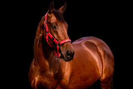 Instinct | Mahogany by marco voet