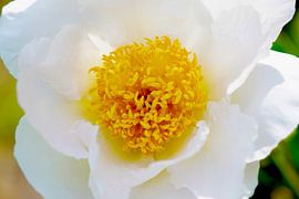 Chinesische Pfingstrose in sanfter Harmonie