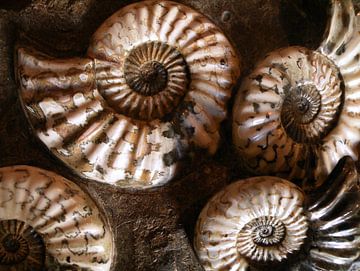 Fossielen slakkenhuisjes van Tanja de Boer
