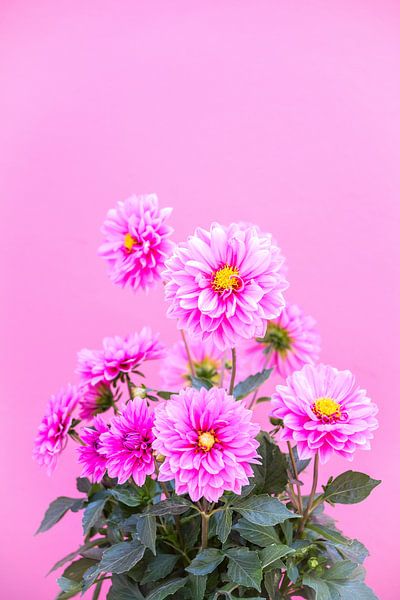Pink Flowers by Patrycja Polechonska