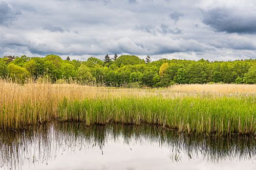 Landschaft mit Teich, Schilf und Bäumen bei Kuchelmiß
