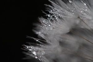 Bedauwde paardenbloem