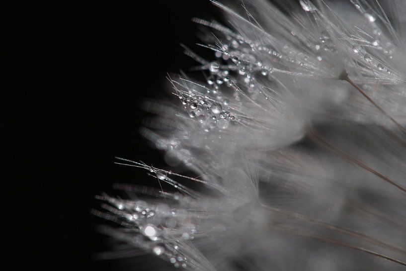 Dewy dandelion. by Astrid Brouwers