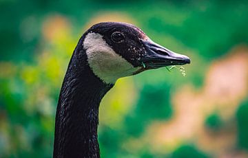 Wilde ganzen, eenden en vogels genieten van de lente op een weelderige groene weide in het kasteelpa van Jakob Baranowski - Photography - Video - Photoshop