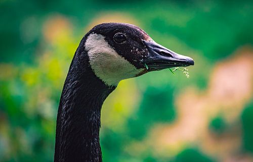Wilde ganzen, eenden en vogels genieten van de lente op een weelderige groene weide in het kasteelpa