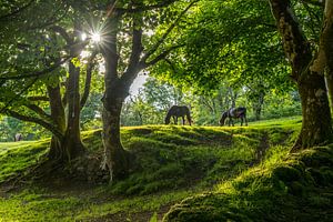 Pferde im Dartmoor sur Peter Schickert