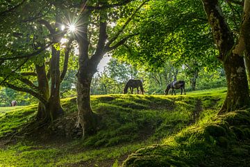 Pferde im Dartmoor van Peter Schickert