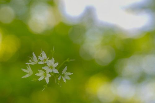 weiße Blumen vor grünem Hintergrund
