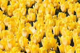 Gele tulpen by W J Kok