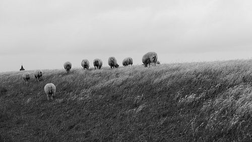 Grazing Sheep - Value