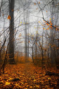 Gelb und Grau - Herbstwald im Nebel von Dirk Wüstenhagen