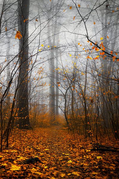 Geel en grijs - herfstbos in de mist van Dirk Wüstenhagen