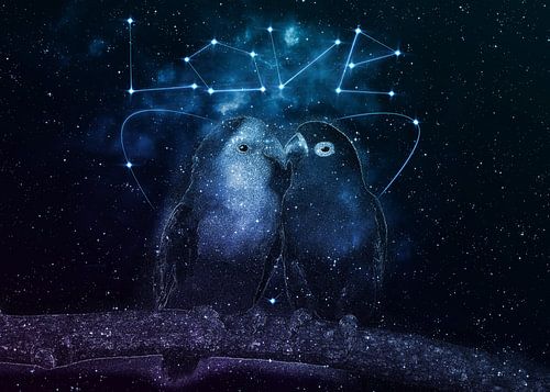 Night Galaxy Parrot Kissing